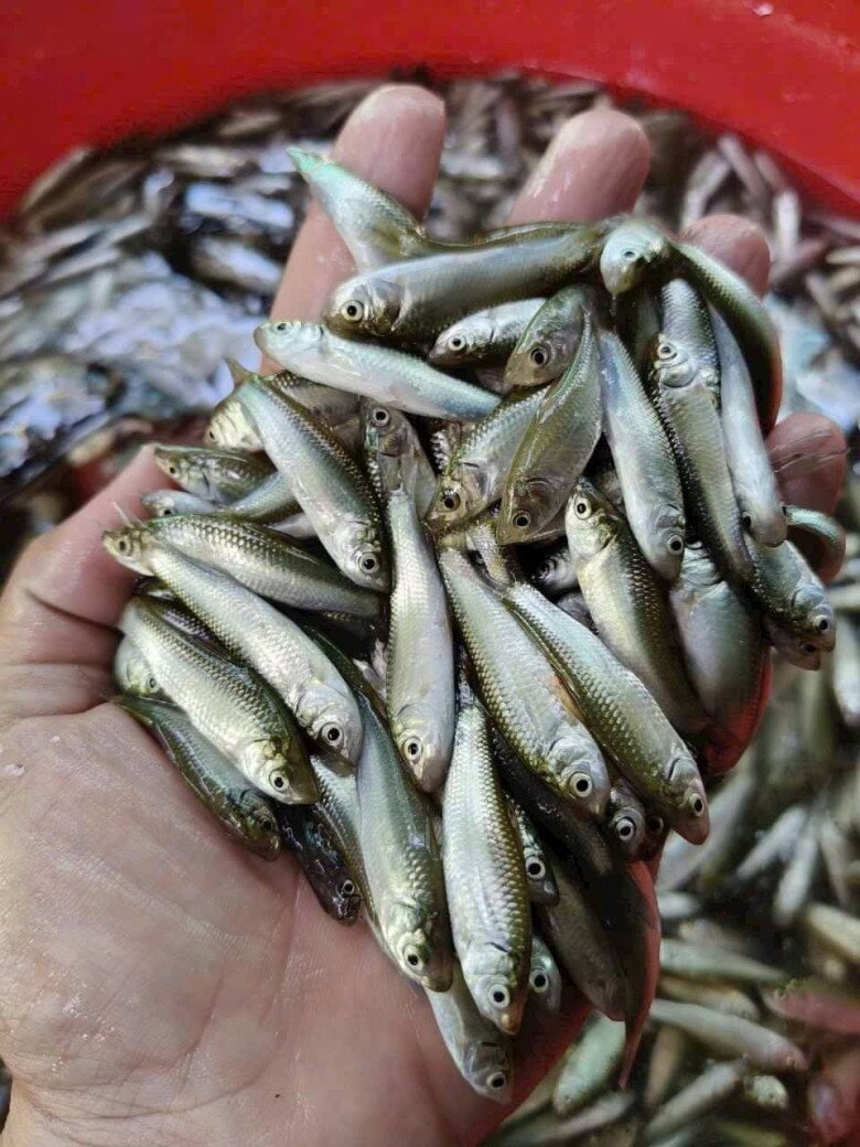 Món xưa người nghèo ăn đến chán ngán, mỗi năm chỉ xuất hiện một lần, nay thành đặc sản người thành phố ưa chuộng giá 450.000 đồng/kg - 2