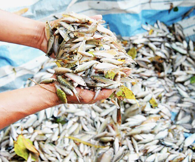 Món xưa người nghèo ăn đến chán ngán, mỗi năm chỉ xuất hiện một lần, nay thành đặc sản người thành phố ưa chuộng giá 450.000 đồng/kg - 1