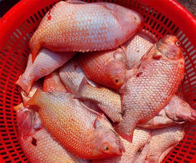 Loại cá giá chỉ 60.000 đồng/kg ở chợ nhưng là amp;#34;thuốc tiênamp;#34; của chị em phụ nữ, thịt ngọt lại giàu sắt và Omega-3, mẹ bầu đừng bỏ qua! - 1