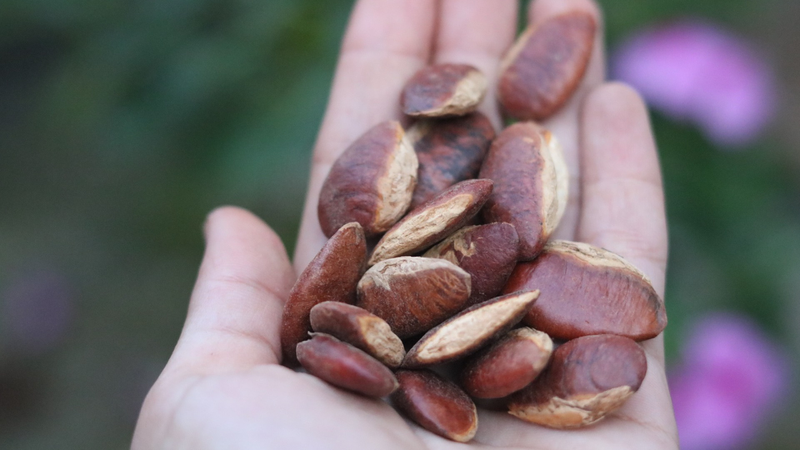 Hạt này được ví như amp;#34;lộc trờiamp;#34;, giá chỉ từ 100.000 đồng/kg nhưng cực giàu sắt và canxi, nhiều mẹ bầu bỏ qua quá phí - 4