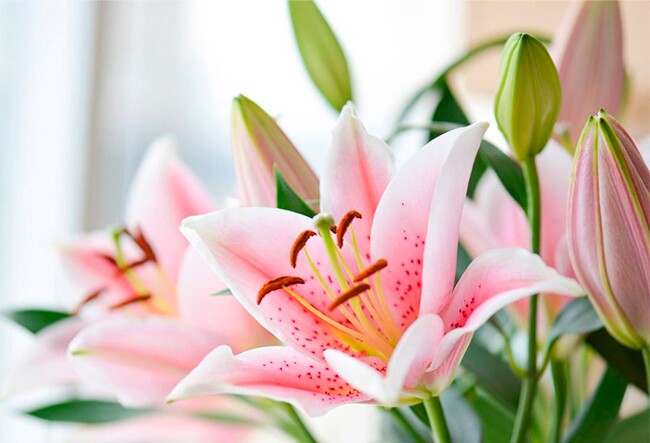 Khung giờ đẹp thắp hương rằm tháng 7 sớm từ ngày 11 âm lịch, 5 loại hoa không nên dâng cúng trên bàn thờ ngày rằm - 2
