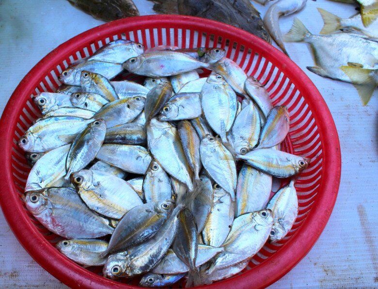 Loài cá có tên rất lạ, xưa không ai ăn nay dân thành phố ưa chuộng vì hương vị thơm ngon, tốt cho sức khỏe - 2