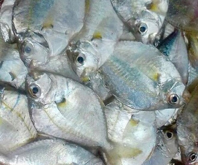 Loài cá có tên rất lạ, xưa không ai ăn nay dân thành phố ưa chuộng vì hương vị thơm ngon, tốt cho sức khỏe - 1
