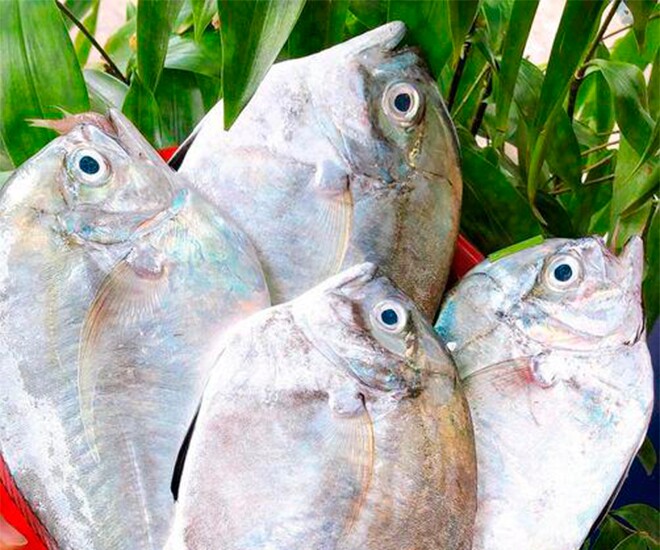 Loài cá mang tên vô cùng đặc biệt, xưa không ai ngó ngàng nay thành đặc sản nổi tiếng được ưa chuộng, 200.000 đồng/kg - 1