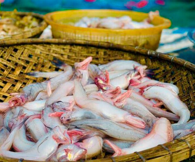 Loài cá mang tên một món ăn, xưa cho lợn gà ăn nay thành đặc sản nổi tiếng giá đắt đỏ, tốt cho sức khoẻ - 1