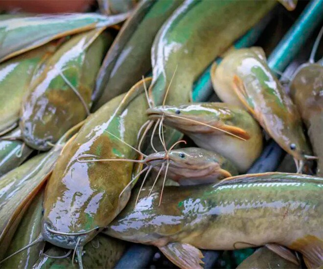 Loại cá ở quê chỉ vài chục nghìn đồng/kg nhưng giàu omega-3 và protein, được xem như amp;#34;thuốc tiênamp;#34; cho sức khoẻ, công dụng tuyệt vời - 1