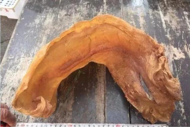 Loài cá quý hiếm ít người biết ở Việt Nam, trong bụng chứa amp;#34;báu vậtamp;#34; đắt như vàng, là đặc sản nhiều người ưa chuộng - 2