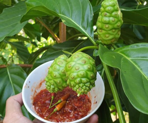 Loại quả xưa chín rụng không ai ăn, nay thành đặc sản làm đủ món ngon ở thành phố, tốt cho sức khỏe - 1