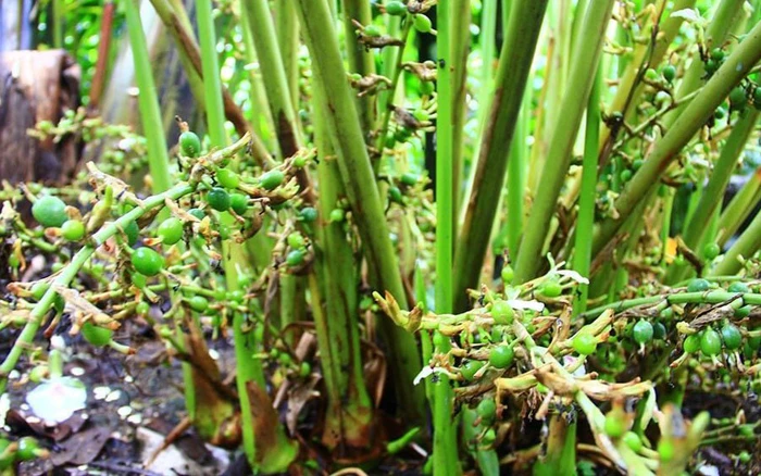 Loại quả đắt đỏ bậc nhất thế giới giá tới 1,2 triệu đồng/kg, ở Việt Nam trồng khắp nơi, tốt cho sức khỏe - 3