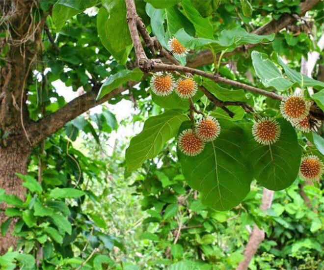 Trái gáo vốn là quả dại mọc ở hàng rào tại Ninh Bình