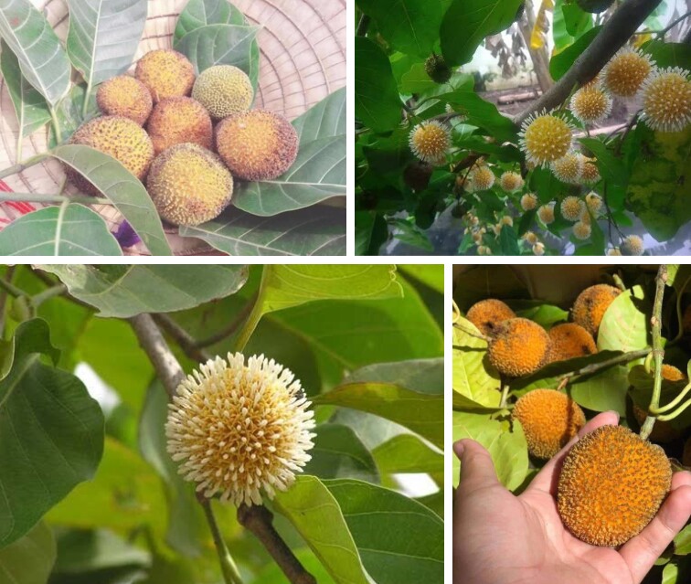 Quả này khi chín có vị chua ngọt và mùi thơm rất riêng