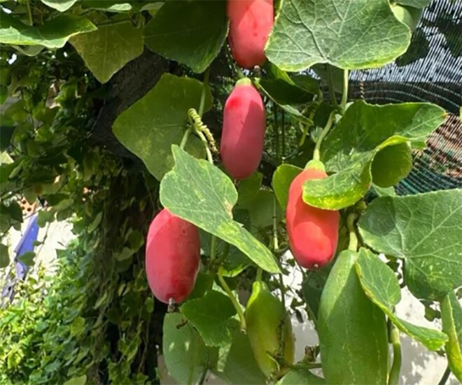 Quả bình bát dây vốn gắn với tuổi thơ của những đứa trẻ sinh ra và lớn lên ở miền Tây