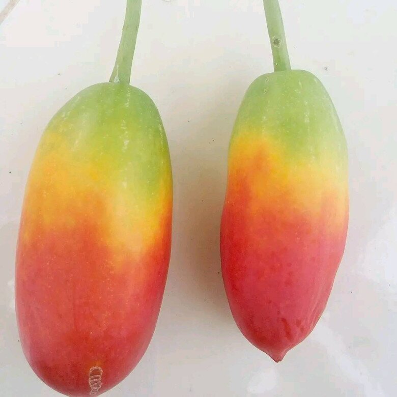 Loại quả mọc bờ rào xưa không ai ngó ngàng, nay thành đặc sản mùa hè người thành phố ưa chuộng vì hương vị lạ, 70.000 đồng/kg - 3