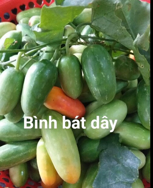 Quả bình bát dây được bán trên chợ mạng với giá lên tới 70.000 đồng/kg