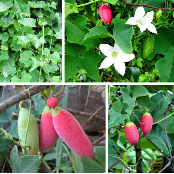 Quả bình bát dây có thể ăn được cả lúc xanh và lúc chín