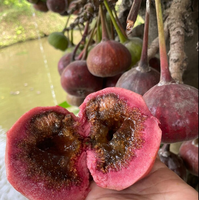 Ngày trước, trẻ miền núi rủ nhau lên rừng hái ngõa mật ăn tại cây như một món quà vặt