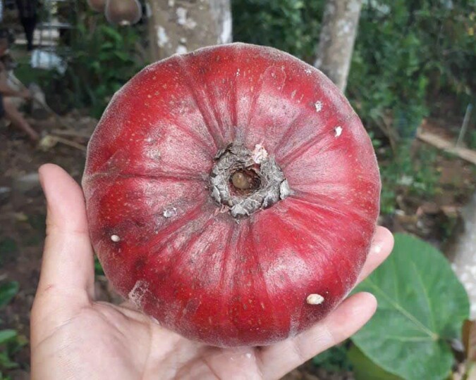 Ngõa mật giờ đây thành đặc sản, nhiều người thành phố tò mò muốn ăn thử