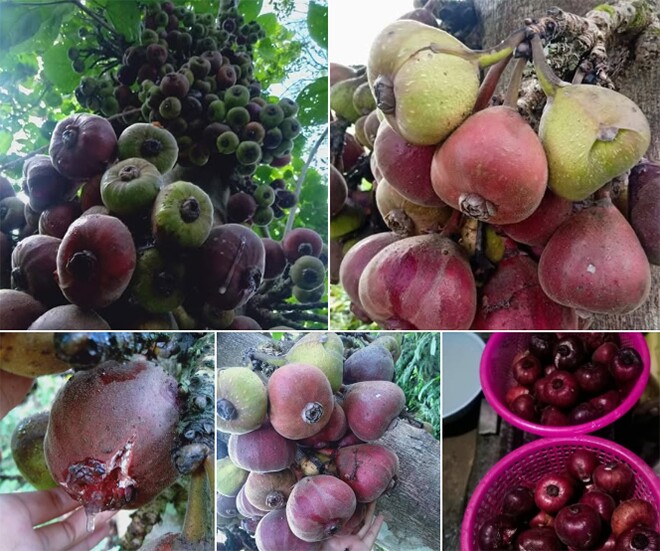 Trái ngõa mật có vẻ ngoài giống quả vả nhưng kích thước to hơn nhiều, bên trong có một lớp mật sóng sánh, vị ngọt thanh hấp dẫn