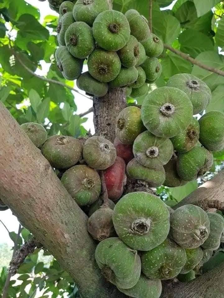 Nhờ hái ngõa mật, nhiều người dân ở các tỉnh miền núi phía Bắc có thêm một nguồn thu nhập