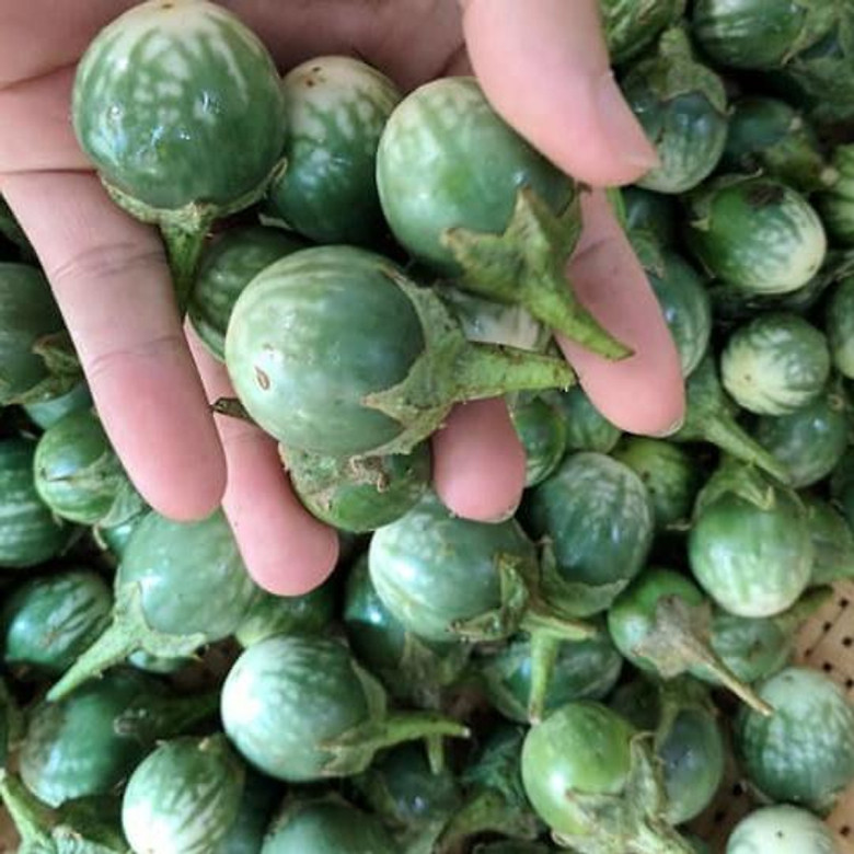 Loại quả mọc dại xưa chín rụng đầy gốc, nay dân hái bán 120.000 đồng/kg thành đặc sản mùa hè, dân thành phố thích mê - 2