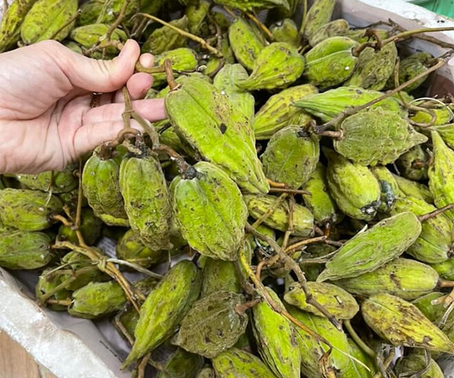 Loại quả mọc dại xưa chín rụng đầy gốc, nay dân hái về bán 70.000 đồng/kg thành đặc sản mùa hè, dân thành phố ưa chuộng - 1