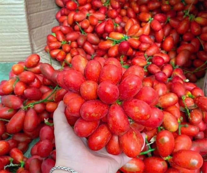 Loại quả mọc dại xưa chín rụng không ai biết đến, nay thành đặc sản mùa hè dân hái về bán 250.000 đồng/kg, người thành phố ưa chuộng - 1