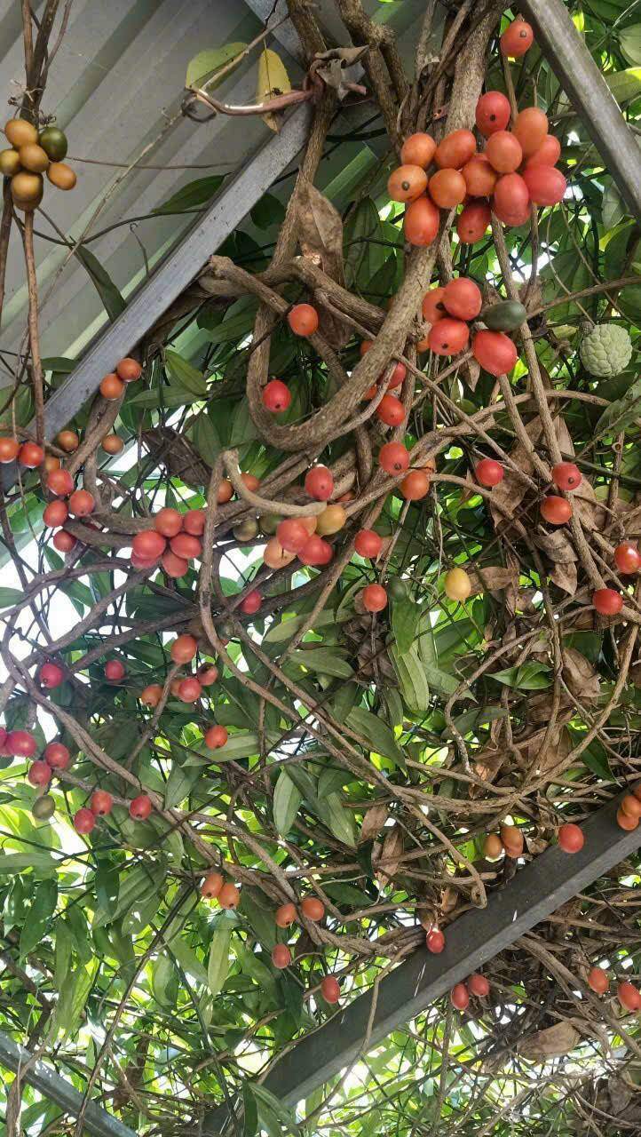 Loại quả mọc dại xưa chín rụng không ai biết đến, nay thành đặc sản mùa hè dân hái về bán 250.000 đồng/kg, người thành phố ưa chuộng - 6