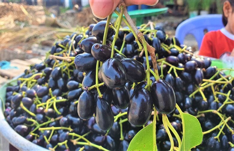 Loại quả mọc dại xưa chín rụng không ai ngó ngàng, nay thành đặc sản mùa hè giá 100.000 đồng/kg, dân thành phố ưa chuộng - 2