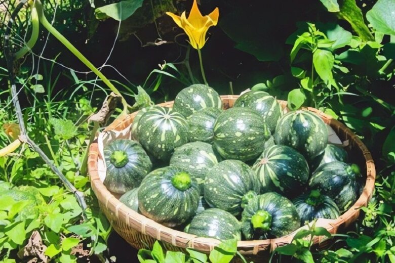 Loại quả rẻ tiền ở chợ nhưng bổ nhất trong mùa hè, giàu axit folic gấp 10 lần táo, giá từ 8.000 đồng/kg xào hay nấu canh đều ngon - 2