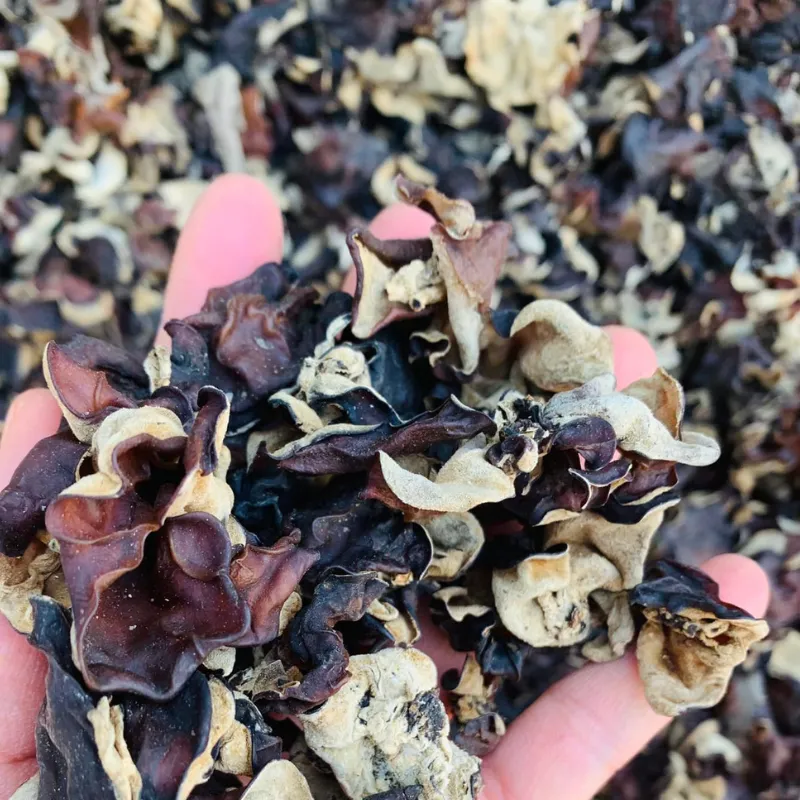 Cây dại mọc trên gỗ mục được ví như amp;#34;nhân sâm đenamp;#34;, ngon hơn rau bổ dưỡng hơn thịt, nay thành đặc sản làm đủ món ăn ngon - 2