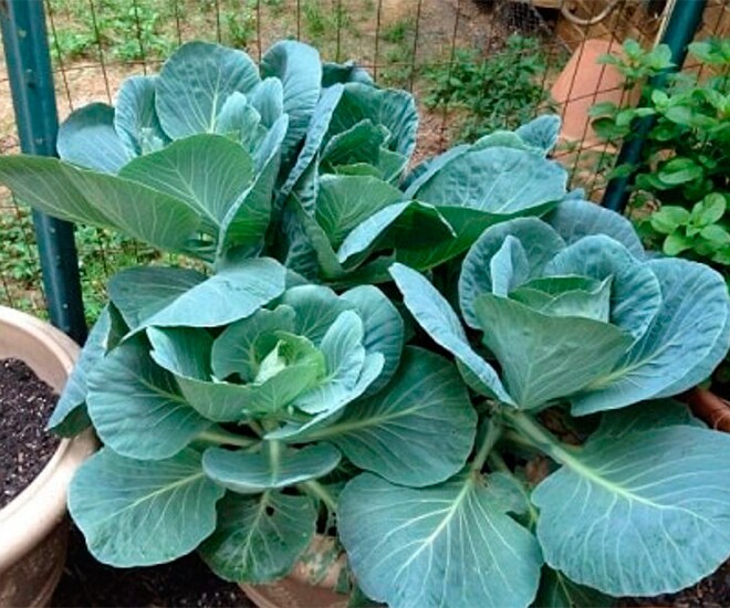 Loại rau rẻ tiền ở chợ Việt được khen amp;#34;tốt nhất thế giớiamp;#34;, nay thành đặc sản người thành phố ưa chuộng, tốt cho sức khoẻ - 1