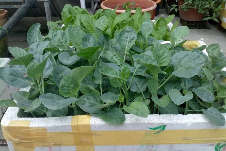 Loại rau rẻ tiền ở chợ Việt được khen amp;#34;tốt nhất thế giớiamp;#34;, nay thành đặc sản người thành phố ưa chuộng, tốt cho sức khoẻ - 3