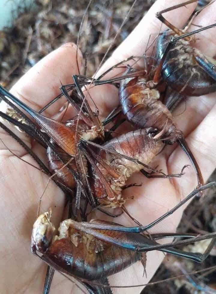 amp;#34;Lộc trờiamp;#34; bám chi chít trên thân cây, xưa không ai ngó ngàng nay dân bắt về bán 400.000 đồng/kg, thành đặc sản ở thành phố - 4