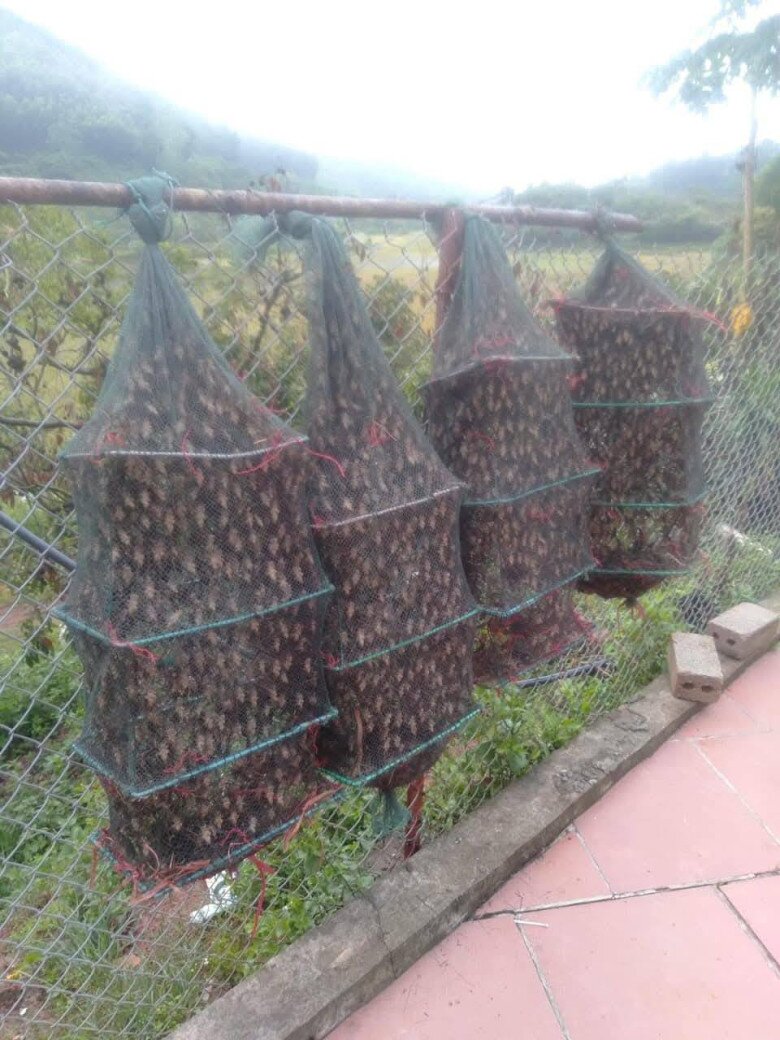 amp;#34;Lộc trờiamp;#34; bám chi chít trên thân cây, xưa không ai ngó ngàng nay dân bắt về bán 400.000 đồng/kg, thành đặc sản ở thành phố - 3