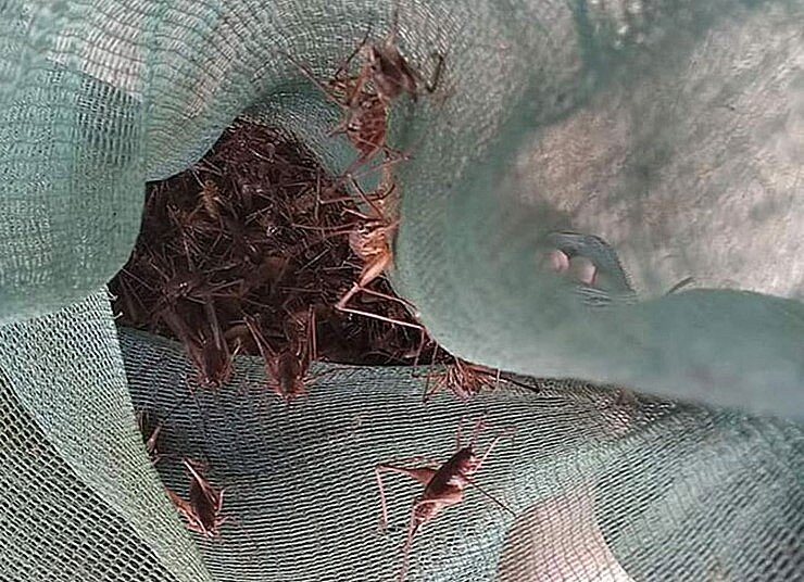 amp;#34;Lộc trờiamp;#34; bám chi chít trên thân cây, xưa không ai ngó ngàng nay dân bắt về bán 400.000 đồng/kg, thành đặc sản ở thành phố - 2