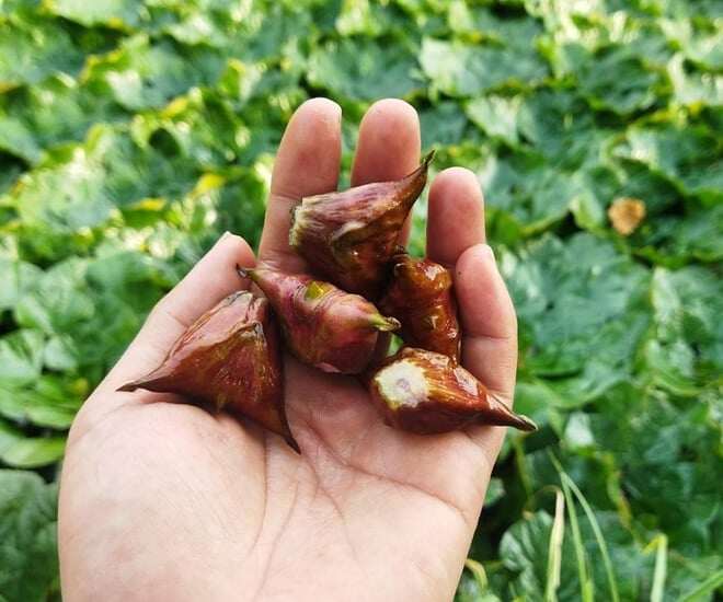 amp;#34;Lộc trờiamp;#34; mọc dưới bùn xưa không ai ngó ngàng, nay thành đặc sản nổi tiếng người thành phố ưa chuộng, 45.000 đồng/kg - 1