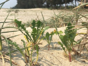 "Lộc trời" mỗi năm chỉ có một lần, xưa không ai ngó ngàng nay thành đặc sản có hương vị đặc biệt được ưa chuộng, 100.000 đồng/kg