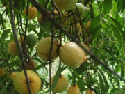 Loại quả mọc dại xưa không ai ngó ngàng, nay dân hái về bán 180.000 đồng/kg thành đặc sản mùa hè, dân thành phố ưa chuộng