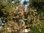 Tin tức - Cây ăn quả mọc dại lên chậu thành bonsai "khủng", khách trả 500 triệu chủ nhân cũng không bán, vừa đẹp vừa mang lại phước lộc