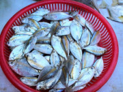 Sức khỏe - Loài cá có tên rất lạ, xưa không ai ăn nay dân thành phố ưa chuộng vì hương vị thơm ngon, tốt cho sức khỏe