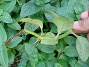 Tin tức - Nghề lạ ở Việt Nam: Cây mọc bờ rào mang về trồng 2 tháng là thu hoạch, thành đặc sản nổi tiếng, dân hái bán quanh năm 