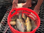 Sức khỏe - Loài cá mang tên một loại gia vị rất thơm, xưa không ai biết đến nay được "săn lùng" giá 180.000/kg, tốt cho sức khoẻ