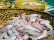 Sức khỏe - Loài cá mang tên một món ăn, xưa cho lợn gà ăn nay thành đặc sản nổi tiếng giá đắt đỏ, tốt cho sức khoẻ