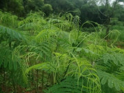 Tiêu dùng - Cây dại nghe tên đã thấy bốc mùi hôi thối, nay thành đặc sản ngon nổi tiếng trong nhà hàng được ưa chuộng, 90.000 đồng/kg