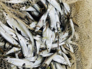 Tiêu dùng - Đặc sản mỗi năm chỉ có một lần, xưa không ai ngó ngàng nay dân bắt về bán 130.000 đồng/kg, người thành phố ưa chuộng