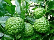 Sức khỏe - Loại quả dại xưa rụng đầy không ai ngó ngàng, nay thành đặc sản có hương vị lạ giá 170.000 đồng/kg, tốt cho sức khỏe