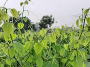 Tin tức - Nghề lạ ở Việt Nam: Cây mọc dại bờ rào mang về trồng 3 tháng là thu hoạch, dân hái ngọn bán quanh năm, thành đặc sản nổi tiếng