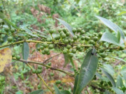 Tiêu dùng - Loại quả xưa chín rụng đầy không ai ngó ngàng, nay thành đặc sản người thành phố ưa chuộng vì có hương vị lạ, 250.000 đồng/kg