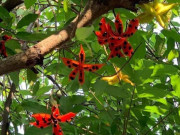 Tiêu dùng - "Lộc trời" chỉ xuất hiện vào mùa hè, xưa rụng đầy không ai ăn nay thành đặc sản nổi tiếng trong nhà hàng, 70.000 đồng/kg