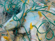 Tiêu dùng - Đặc sản nghe tên "ngượng đỏ mặt", xưa không ai ngó ngàng nay dân thành phố ưa chuộng vì hương vị đặc biệt, 230.000 đồng/kg